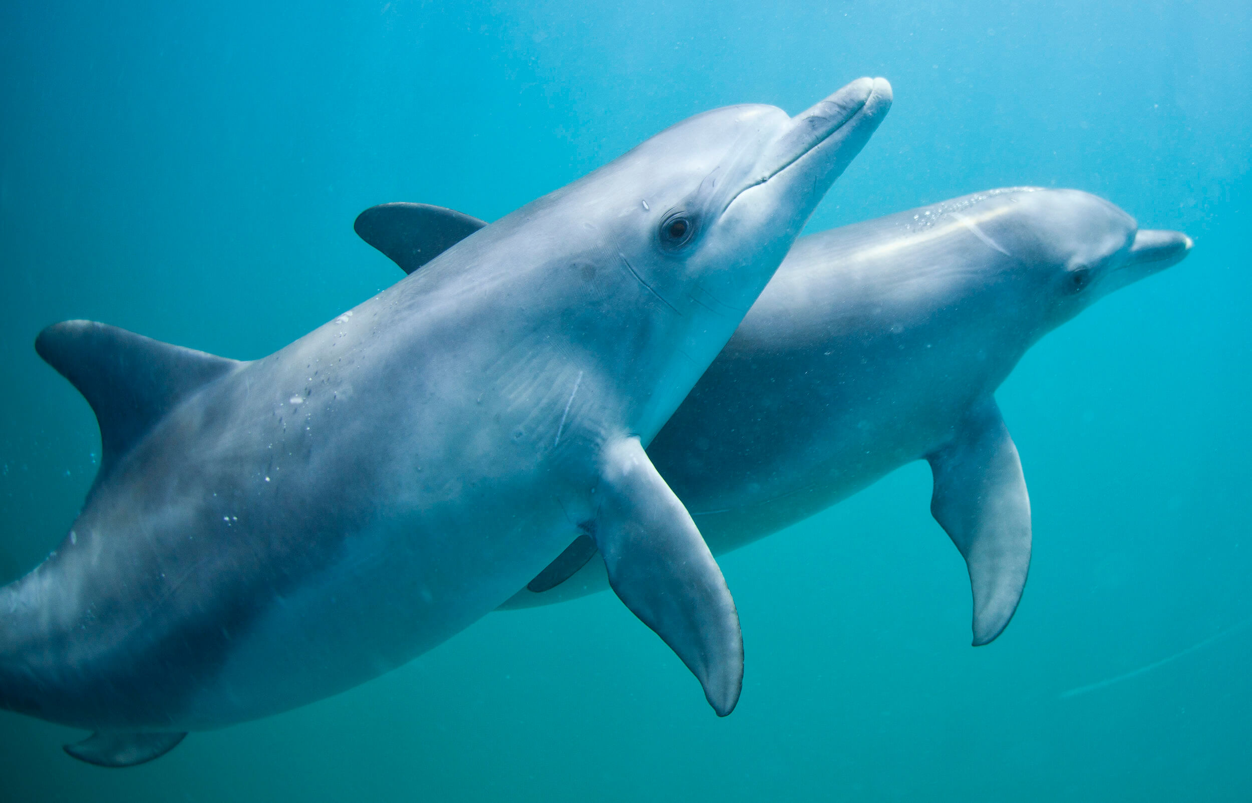 دلفین‌ها و چرت زدن با یک‌چشم باز