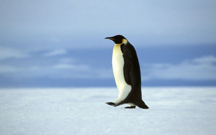 چرا پای پنگوئن ها یخ نمیزند؟