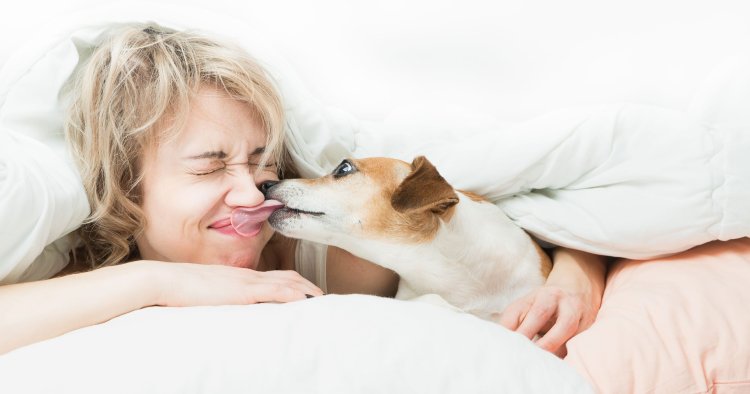 اشکالی ندارد یک سگ ما را لیس بزند؟