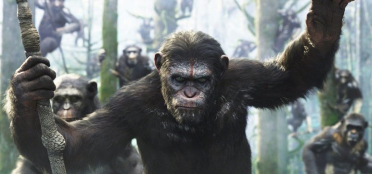 مهارت های رهبری و مدیریت شامپانزه ها
