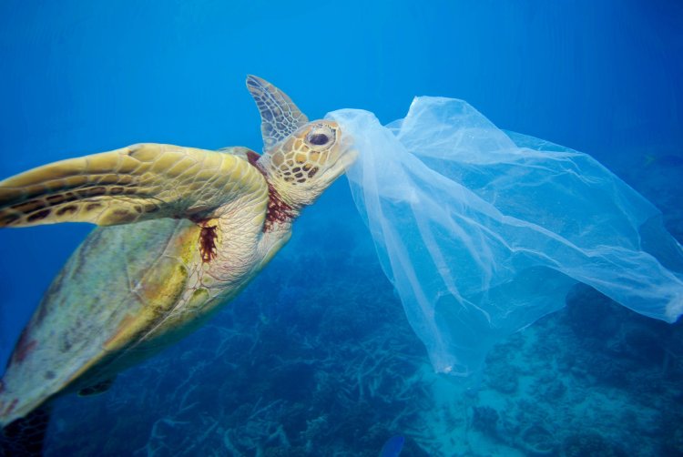 چرا لاک‌پشت‌های دریایی پلاستیک‌ها را می‌خورند؟ 1 scaled