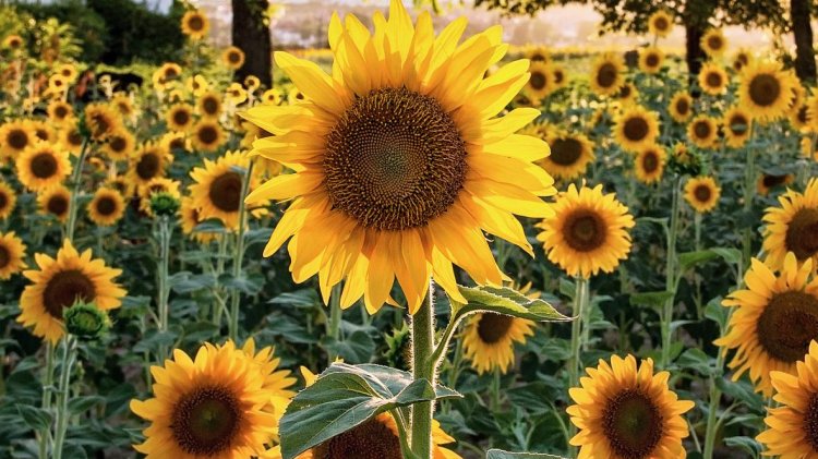با 10 حقیقت جالب در مورد گل آفتابگردان آشنا شوید