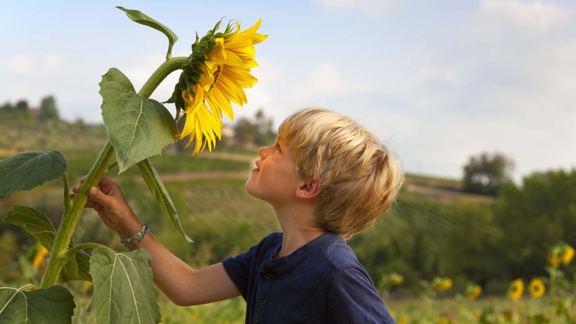 با 10 حقیقت جالب در مورد گل آفتابگردان آشنا شوید