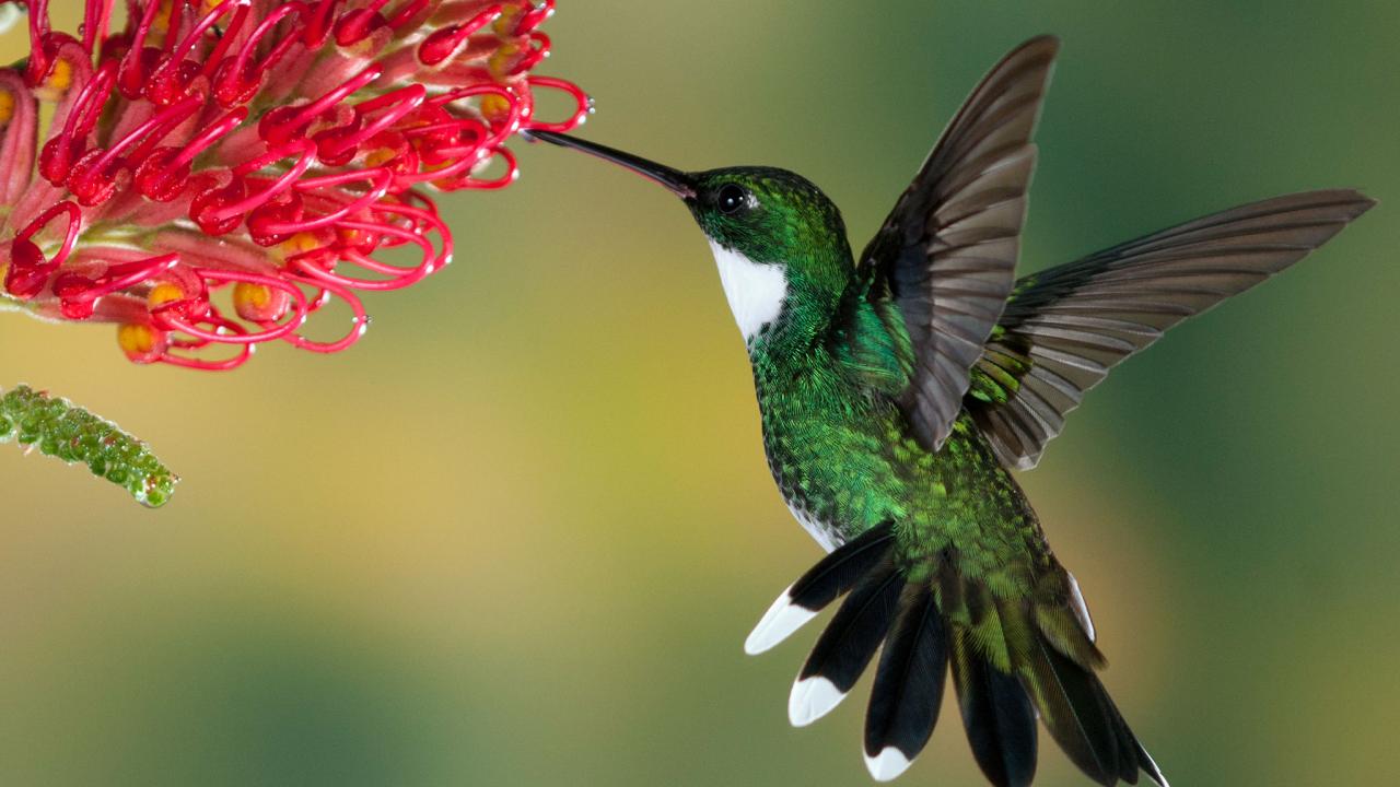 sn hummingbirdH