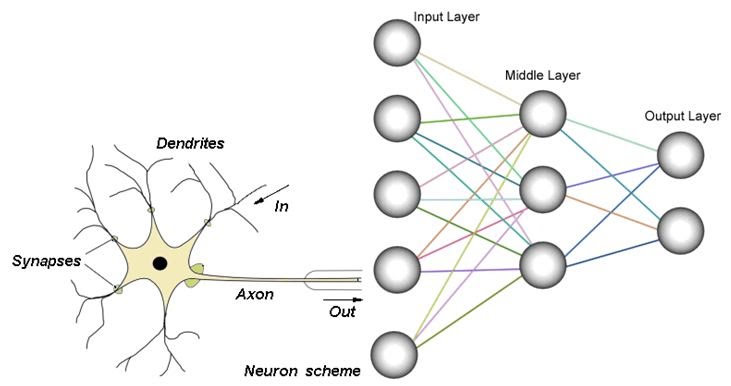 Biological vs artificial neuron