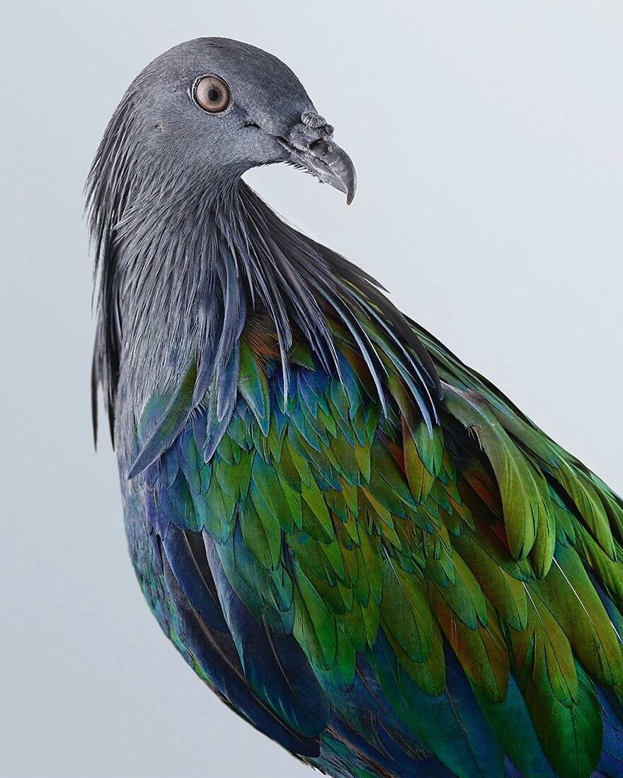 روکیدا شات: 48 پرنده شگفت انگیز