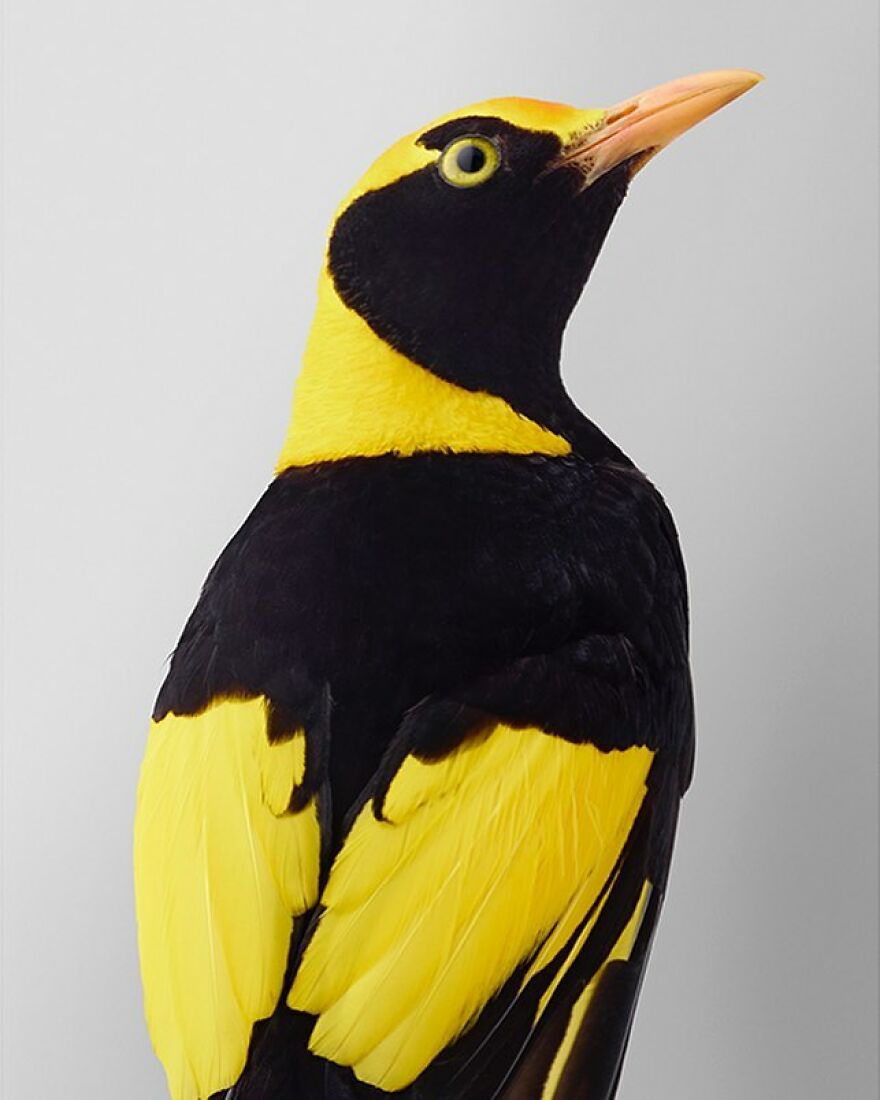 روکیدا شات: 48 پرنده شگفت انگیز