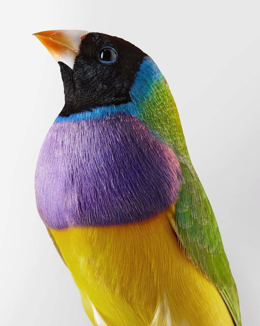 Photographer captures the true personality of birds in her photographs 61c077a415e9f 880