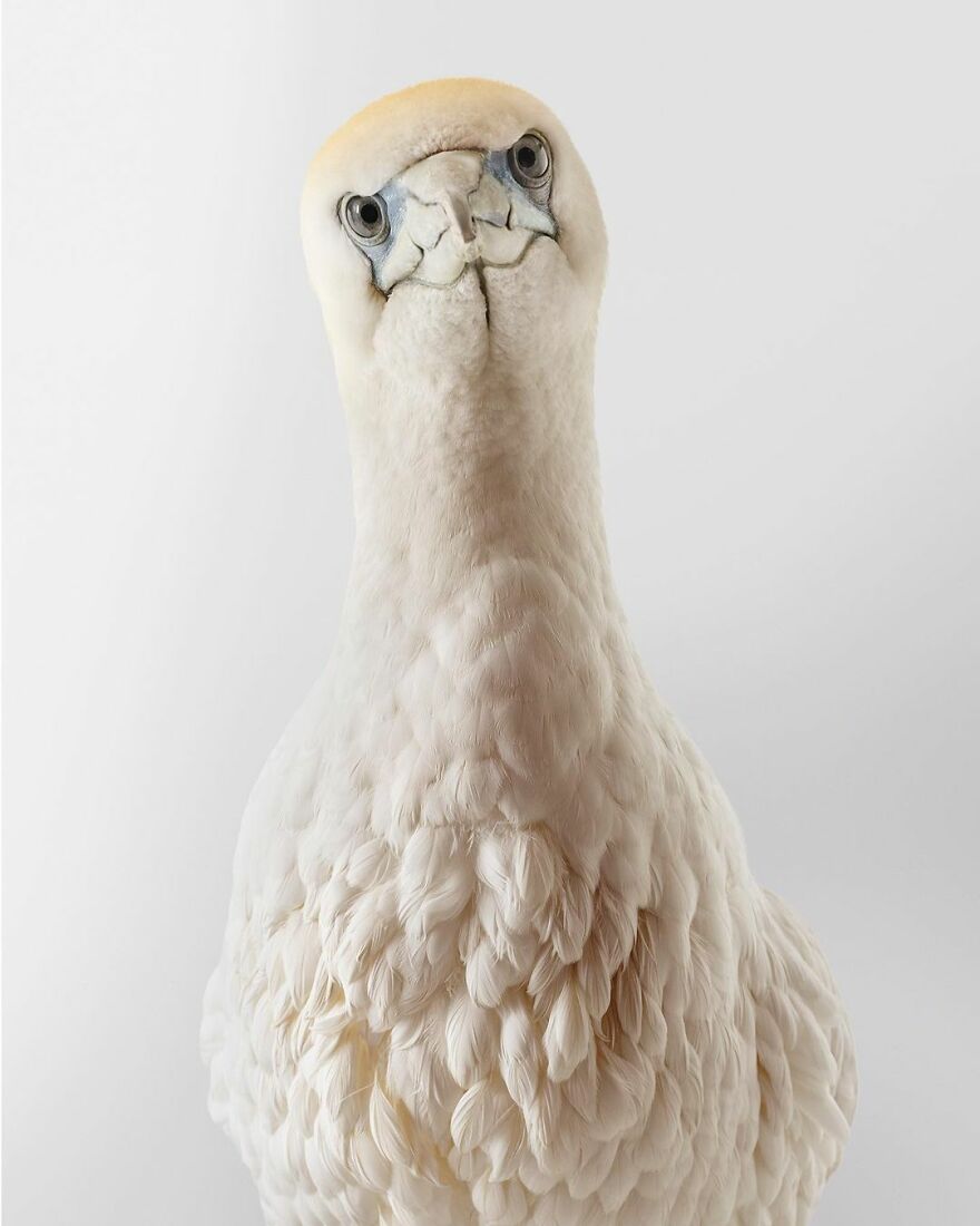 Photographer captures the true personality of birds in her photographs 61c077b9028b2 880
