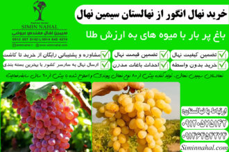 خرید نهال انگور، باغ رویایی با میوه های با کیفیت
