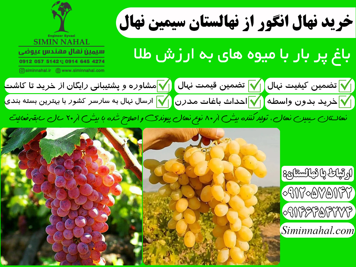 خرید نهال انگور، باغ رویایی با میوه های با کیفیت