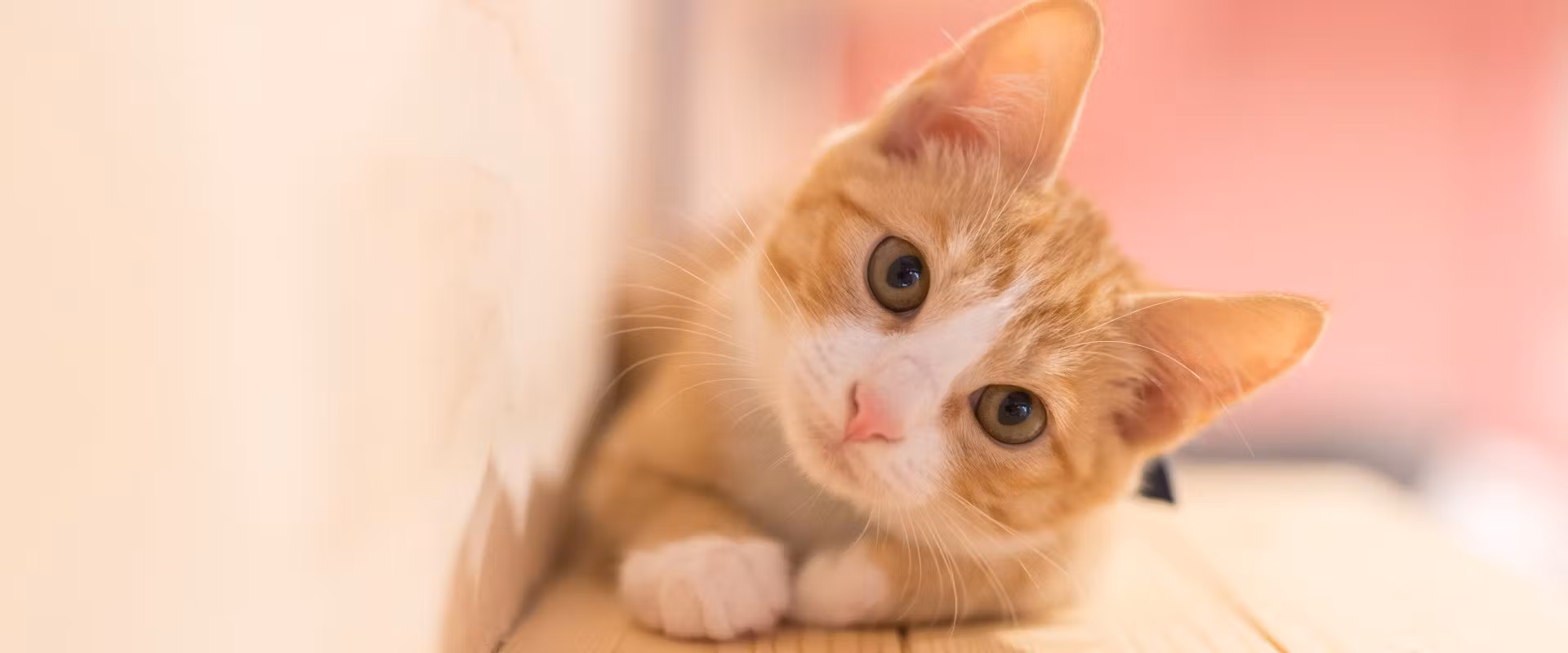 نگاه خیره گربه ها چه معنایی دارد؟